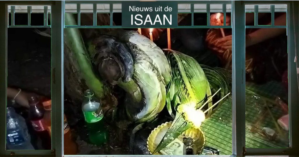 Vreemd uitziende kokospalm laat het loterijgeluk bij de  inwoners van de provincie Surin opbloeien