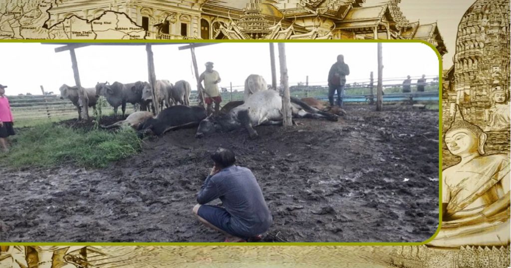 Blikseminslag eist levens van vijf koeien in Noord-Thailand eigenaar in één klap “ridder te voet”