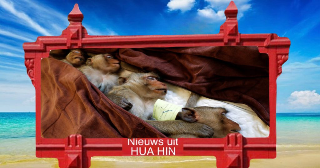 De sterilisatieactie voor apen in Hua Hin zou de escalerende bevolking onder controle moeten houden