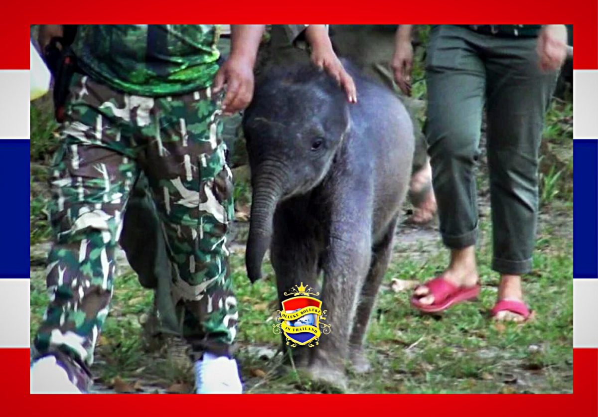 Het verdwaalde olifantenkalfje Kanya vindt nieuwe familie in Chiang Mai