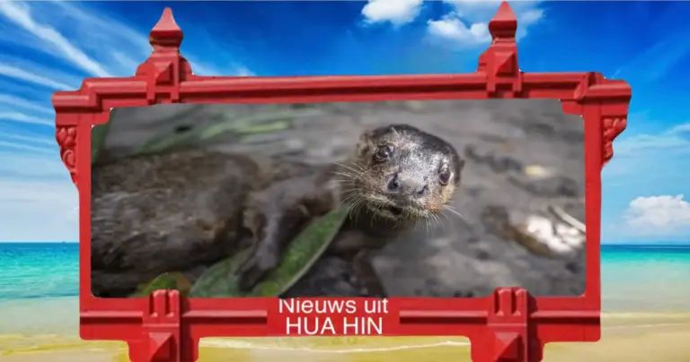 Het natuurreservaat Phetchaburi verwelkomt de zeldzaamste otter ter wereld