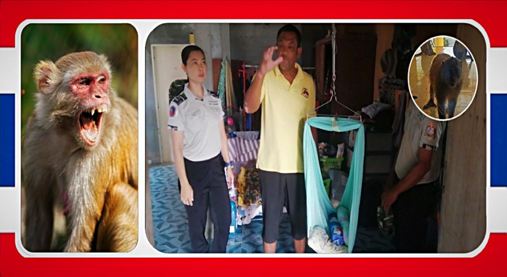 Baby van drie maanden in Zuid-Thailand aangevallen door een bende makaken en ligt nu op een intensive care afdeling 