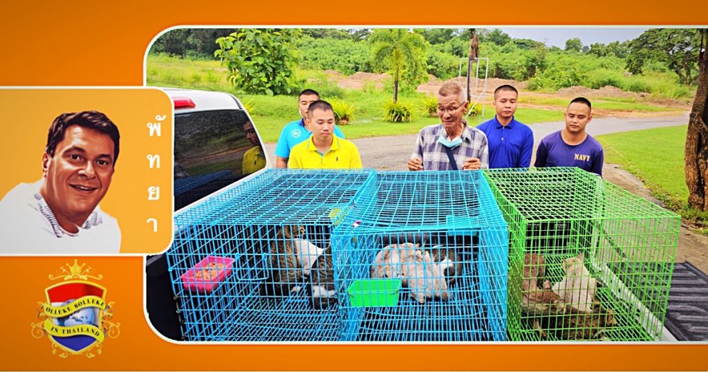 77-jarige baasje in Oost-Thailand kan het niet langer verdragen zijn negen katten te missen en vraagt huilend zijn katten terug