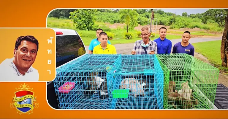 77-jarige baasje in Oost-Thailand kan het niet langer verdragen zijn negen katten te missen en vraagt huilend zijn katten terug