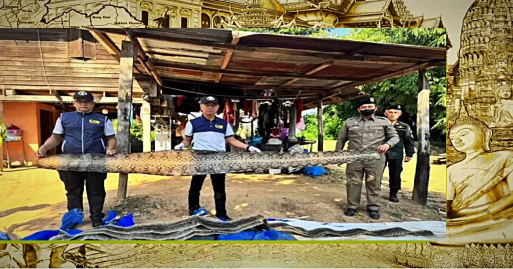 Politie in Noord-Thailand arresteert bende die pythons voor de handel vilde