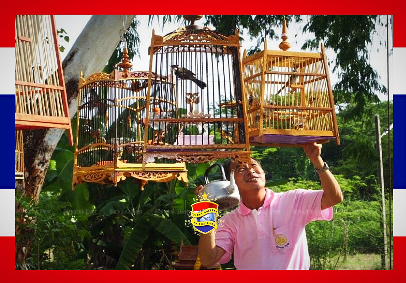 Vogelkwekers tweeten een pleidooi om de roodstaartbuulbuul van de lijst beschermde dieren van Thailand te halen