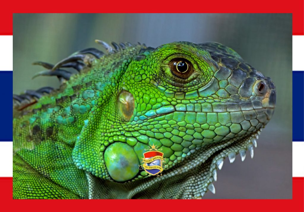 Thaise overheid verbiedt de import van groene leguaan, deze reptielen horen niet thuis in Thailand 