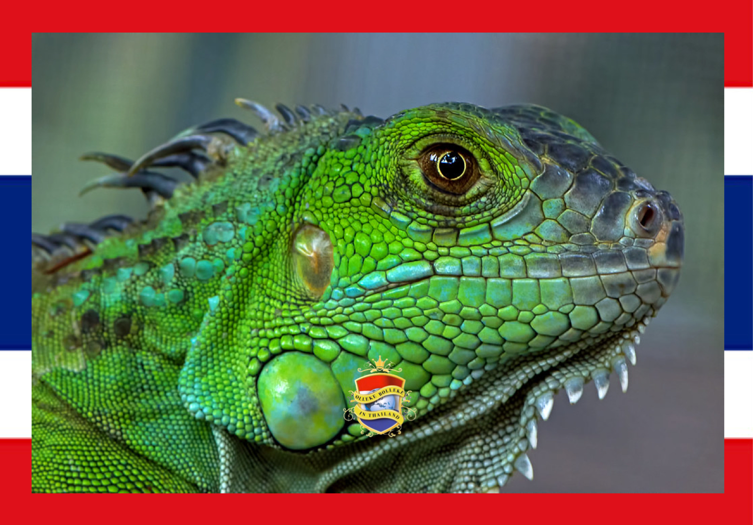 Thaise overheid verbiedt de import van groene leguaan, deze reptielen horen niet thuis in Thailand