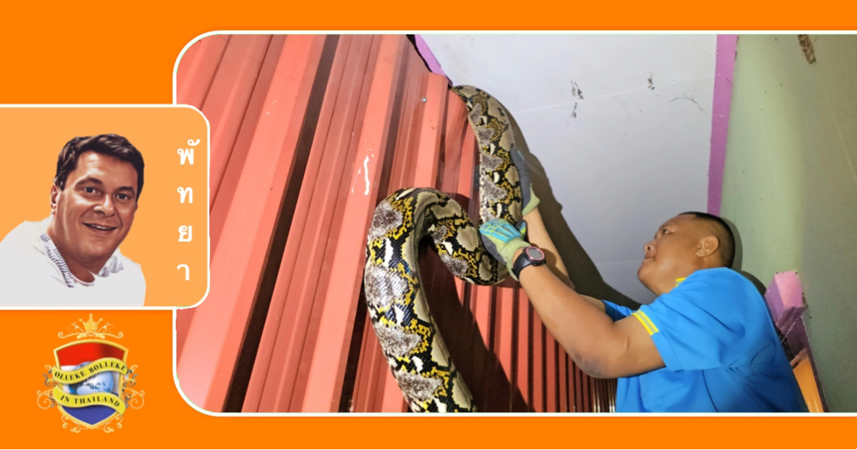 Huiseigenaar in Sattahip dacht dat er bij hem ingebroken werd, het bleek om een gigantische python te gaan