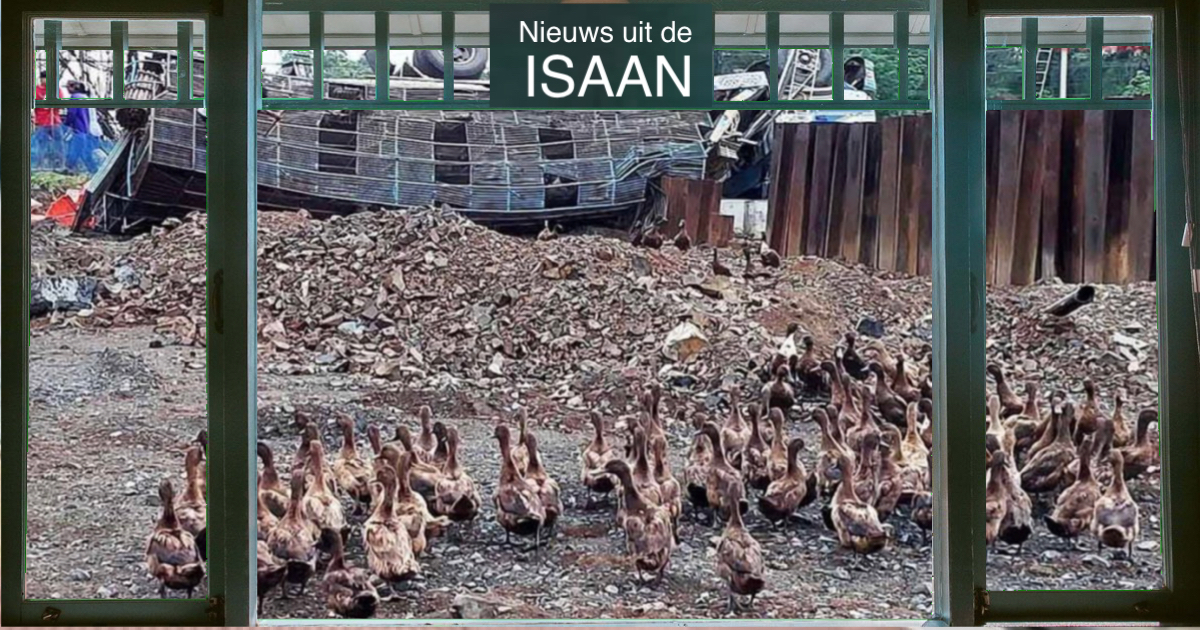 Vrachtwagenchauffeur trapt in Noordoost-Thailand door de rem,  duizenden eenden vinden de dood