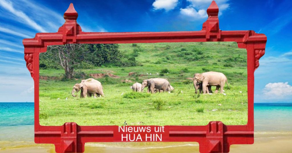 Het is nu de tijd om wilde dieren in Kuiburi National Park te spotten