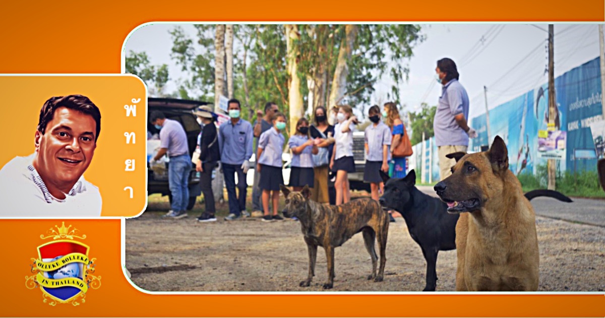 De kustplaats Pattaya gaat hondsdolheid aanpakken met gratis vaccinaties in januari 2024