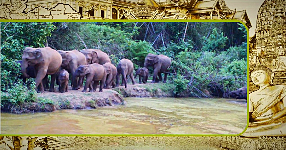 Lastige verdwaalde olifanten zullen naar een nieuw gebied in Thailand worden verplaatst