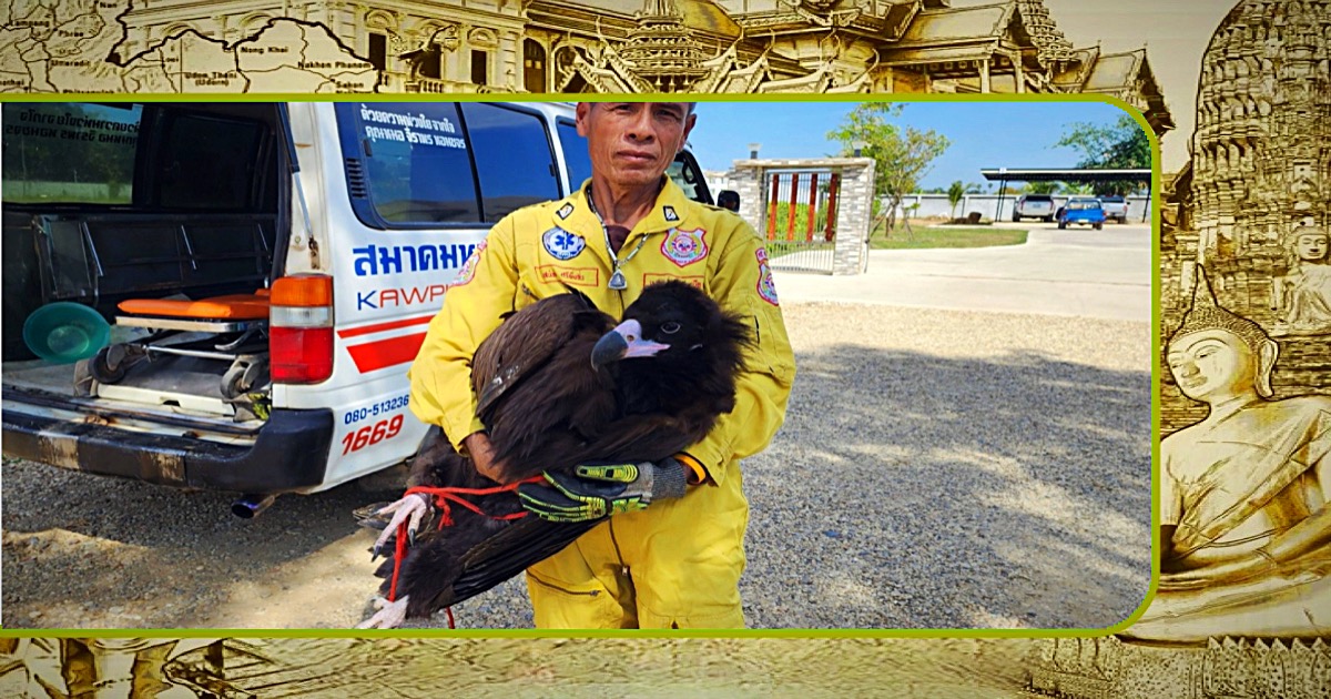 Bevolking in Noord-Thailand treft een uit de kluiten gewassen verzwakte vogel aan, vooralsnog is het onbekend om welk soort het gaat