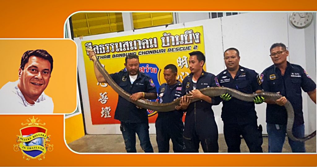 Kolossale koningscobra op de golfbaan van Chonburi gevangen