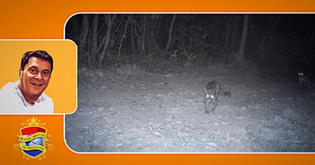 Zeldzame nevelpanters in het oosten van Thailand gefotografeerd
