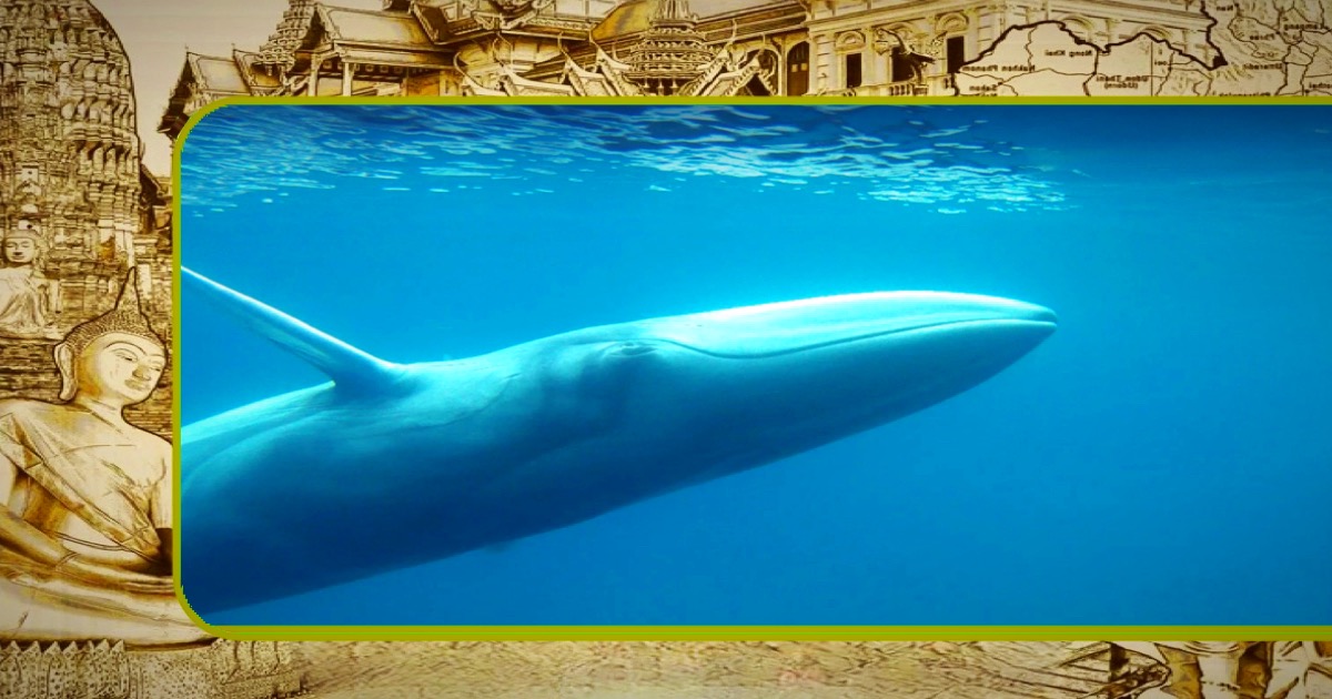 Er is in Thailand weinig bekend over de zeldzame Omura-walvis die deze week in Krabi werd gespot