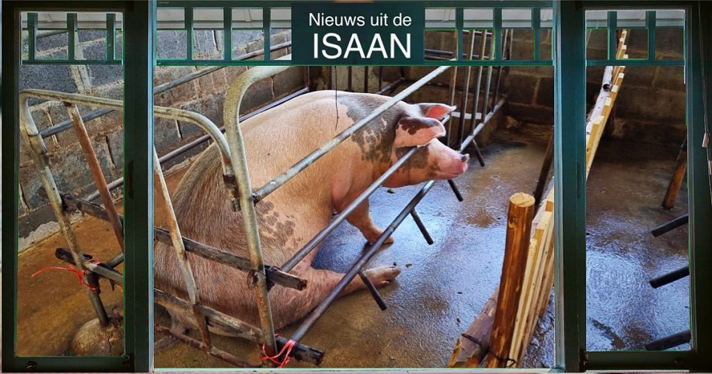 Onbekende man verkracht naar verluidt zwanger varken in de Isaan…knor, knor!