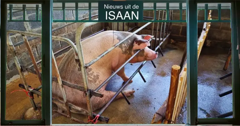 Onbekende man verkracht naar verluidt zwanger varken in de Isaan…knor, knor!