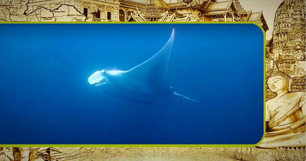 Duikers in Zuid-Thailand gevraagd om een in een oud vissersnet verstrikte Mantrarog te bevrijden