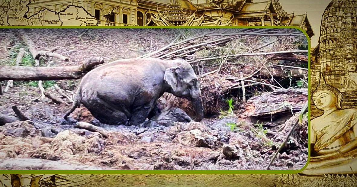 Parkwachters redden in Noord-Thailand een babyolifant en brengen hem terug naar zijn kudde