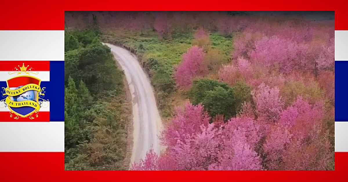De ‘Sakura’ staat in volle bloei op de Phu Lom Lo-berg in Thailand