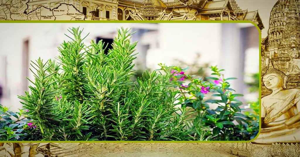 Wilt u niet lek gestoken worden door vervelende muggen, hier enkele planten om die rotinsecten in Thailand af ​​te weren 