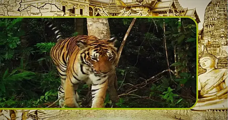 Tijgers ontdekt in het zuidelijk gelegen Chumphon van Thailand 