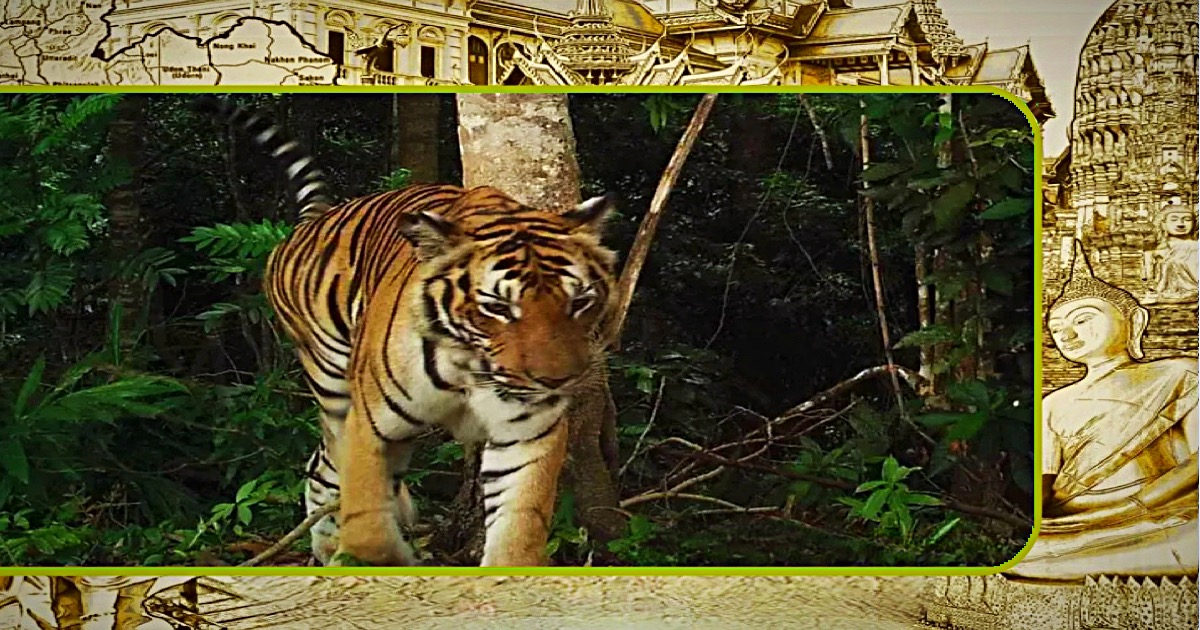 Tijgers ontdekt in het zuidelijk gelegen Chumphon van Thailand 