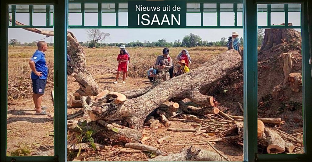 Een 74-jarige Thaise man hakt in de Isaan een 120 jaar oude Takraw-boom om en komt daarbij om het leven