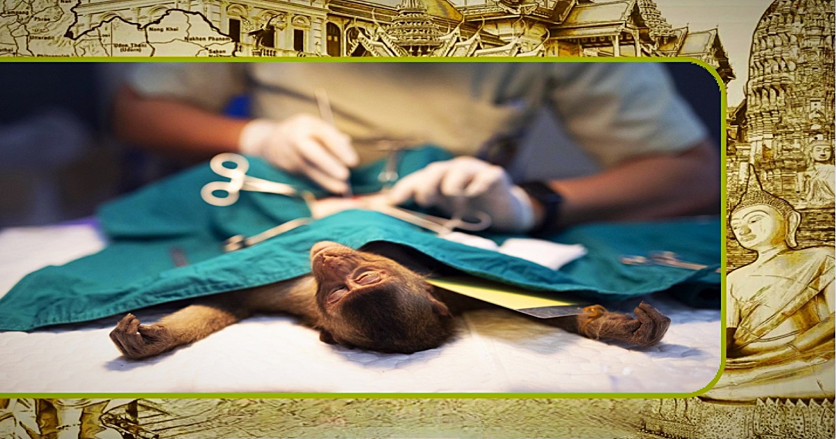 Bangkok probeert met sterilisaties de apenplaag onder controle te krijgen
