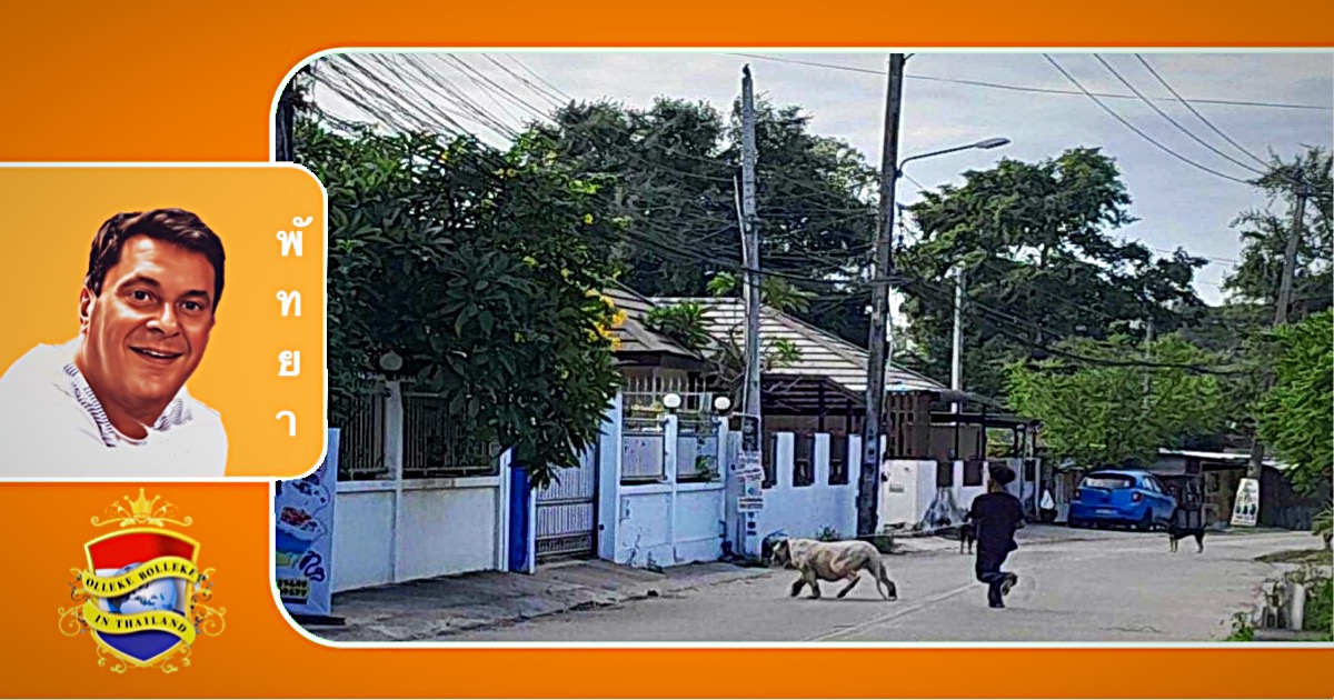Ontsnapte leeuwen in het tambon Huay Yai van Pattaya joegen de dorpelingen de stuipen op het lijf