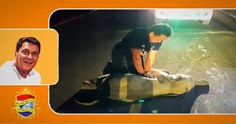 🎥 | Thaise reddingswerker reanimeert midden op de weg in Oost-Thailand een babyolifantje