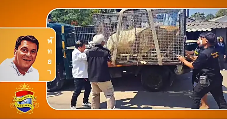 De twee leeuwen zijn vanuit Pattaya naar een centrum voor wilde dieren verder in Thailand gebracht