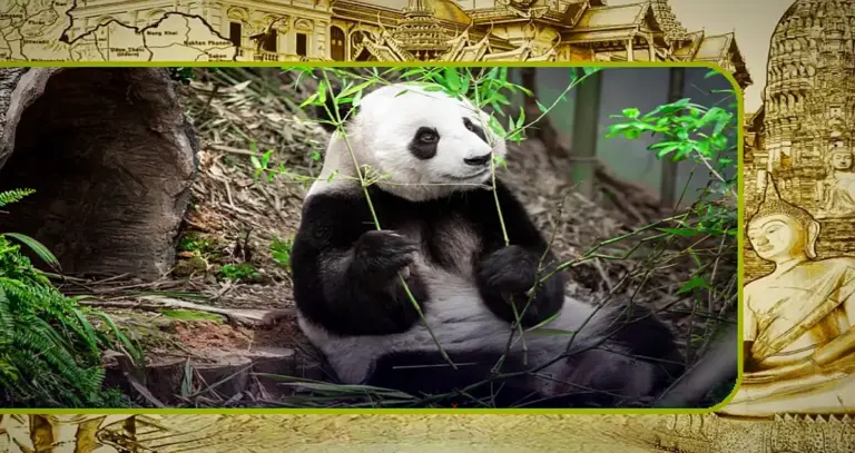 Premier van Thailand hoopt op hervatting van de panda-diplomatie