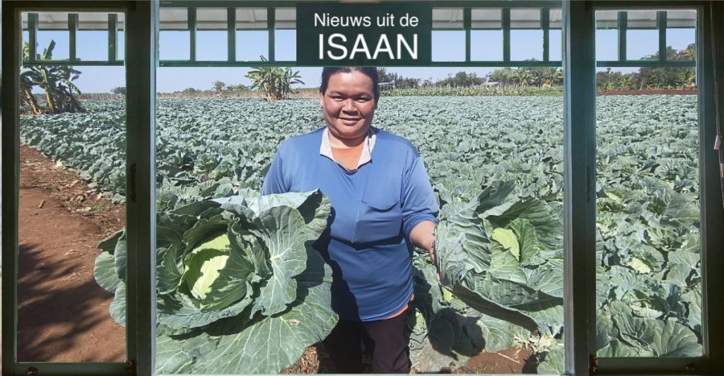 Groene kool levert in Noordoost Thailand goed geld op, boeren gaan voor een snelle oogst en zoete winsten