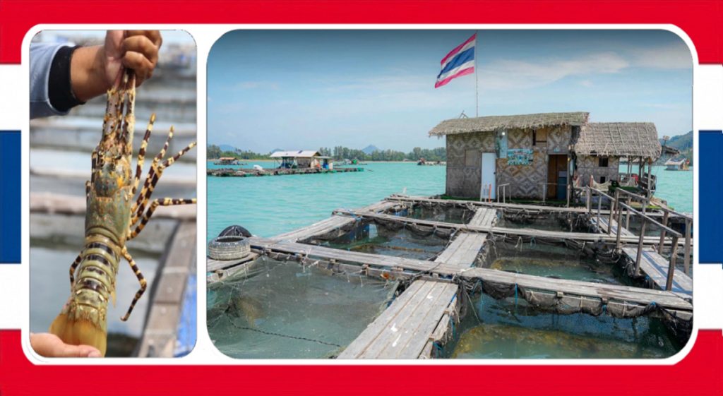 De unieke 7-kleurige kreeft van Phuket krijgt binnenkort een GI-productstatus in Thailand