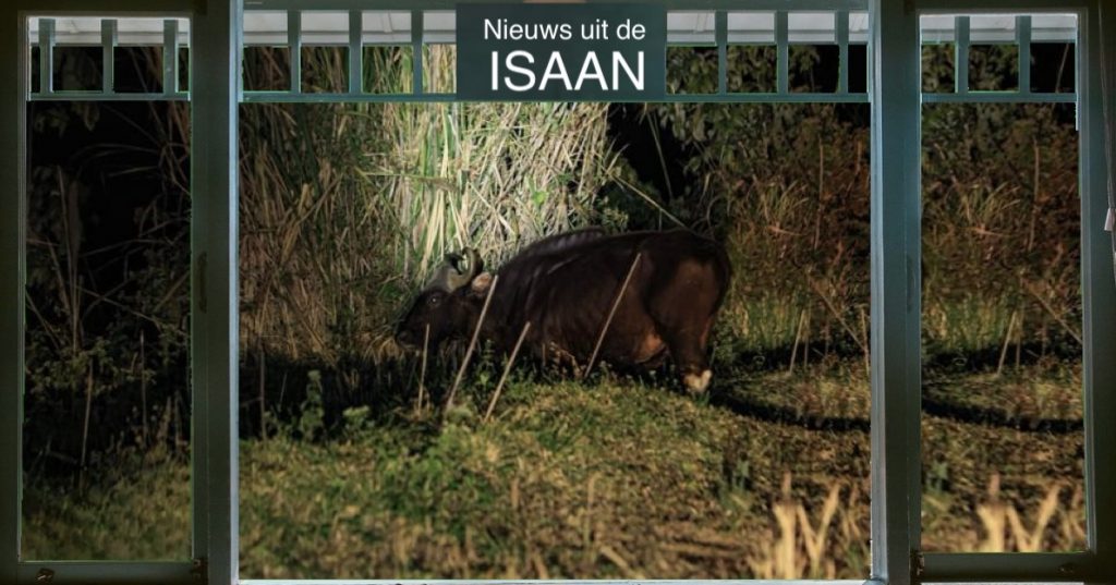 Kudde wilde Gaurs maken in Noordoost-Thailand de boel onveilig en vernielen de gewassen