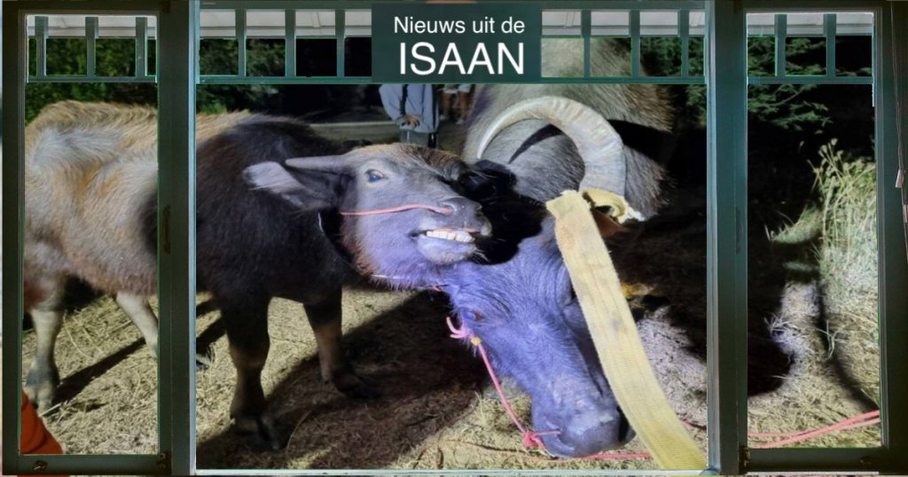 Buffel kalfje in Noordoost-Thailand gered nadat het met zijn hoorn in de hoorn van zijn grootmoeder verstrikt was geraakt