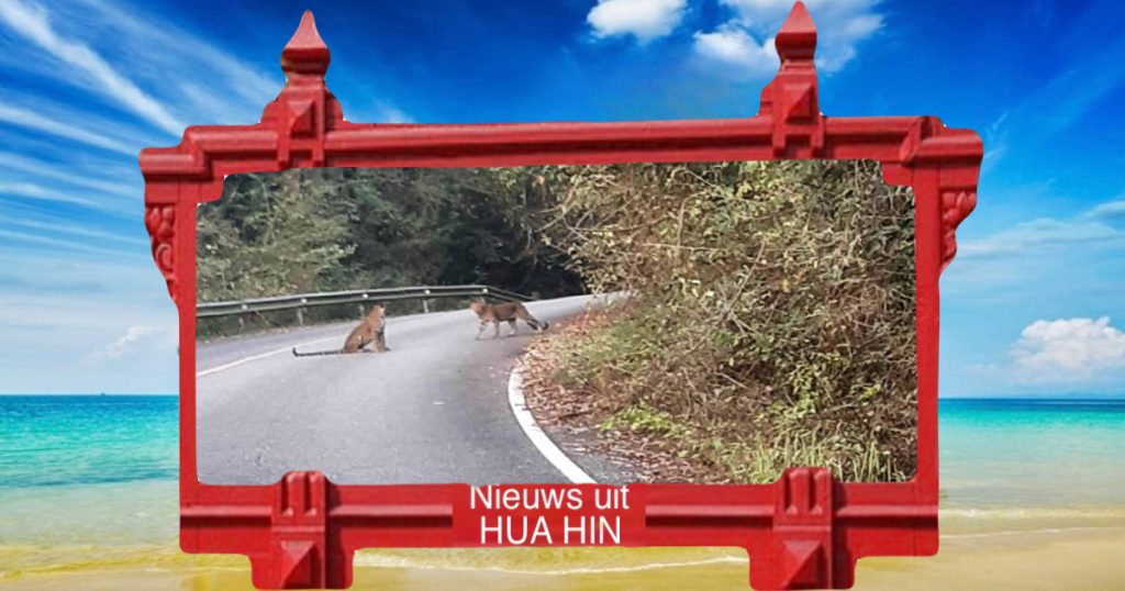 Er zijn luipaarden in Kaeng Krachan National Park gezien, op slechts 1,5 uur rijden van Hua Hin