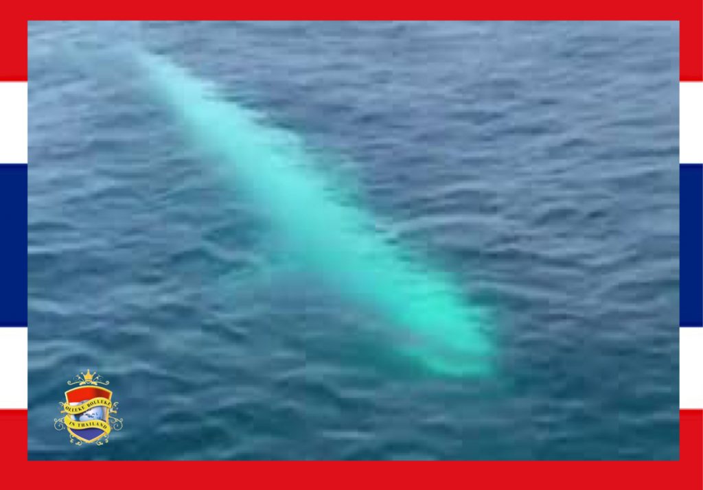 SPECTACULAIR | een ‘witte walvis’ laat zich voor het eerst in in de Andaman zee in Thailand zien, en knipoogde ook nog!