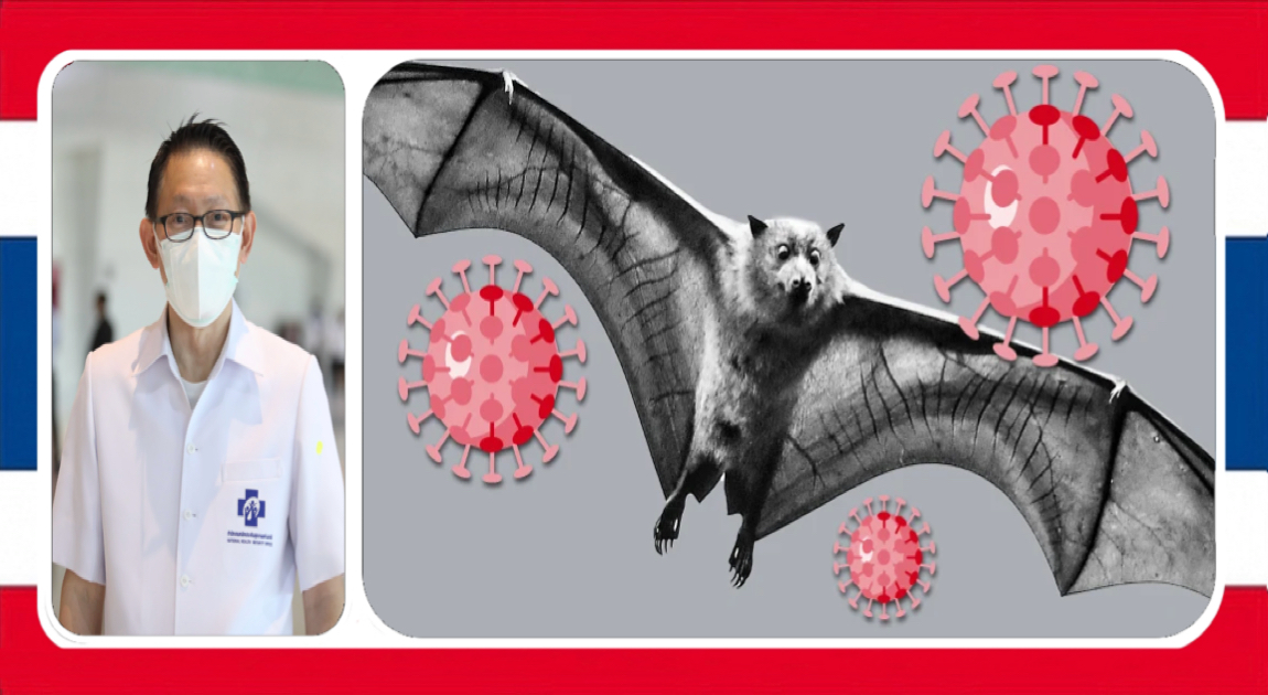 Nieuw vleermuisvirus met potentieel om mensen te infecteren in Thailand ontdekt