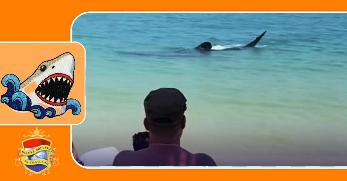 🎥 |Broertje van “Jaws” zwaaide bij Koh Samet in Oost-Thailand “even” met zijn staart naar zonnebadende strandbezoekers