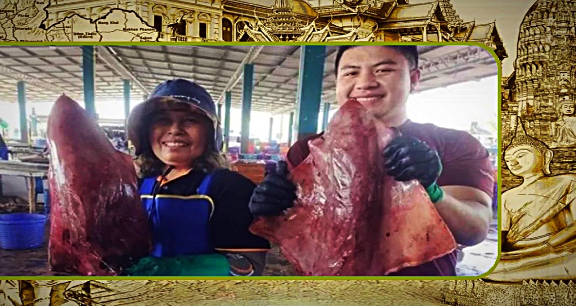 Vissers in Zuid-Thailand slaan twee zeldzame reuze inktvis aan de haak 