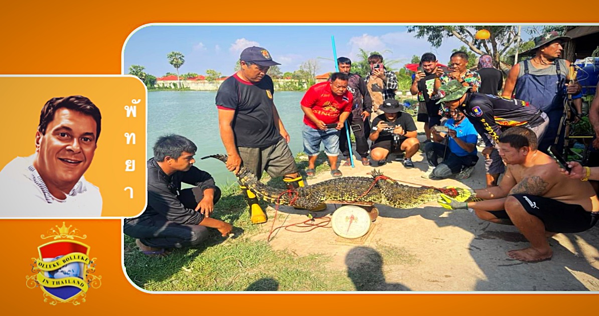 Voor spektakelzorgende zonnebadende krokodil in Oost-Pattaya gearresteerd 