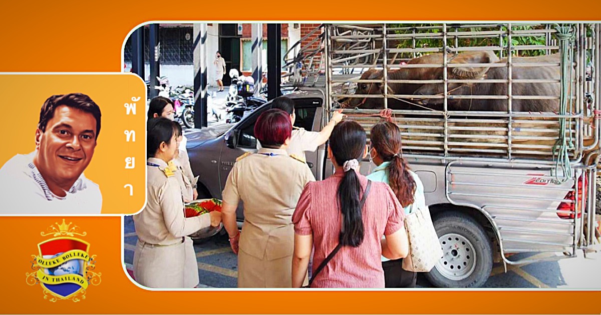 Burgemeester Pattaya redt waterbuffels uit het slachthuis om blinden te helpen