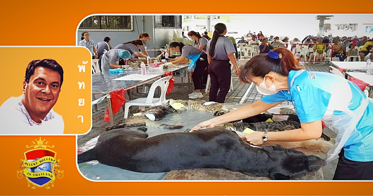 Pattaya en omgeving gaat de hondsdol onder zwerfdieren met sterilisaties en vaccinaties te lijf