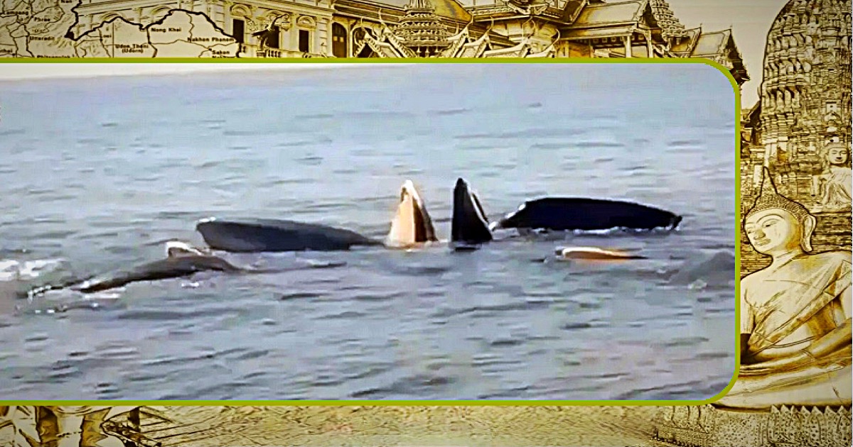 🎥 | Twee Bryde walvissen lieten zich in de zuidelijke zee van Thailand van alle kanten fotograferen