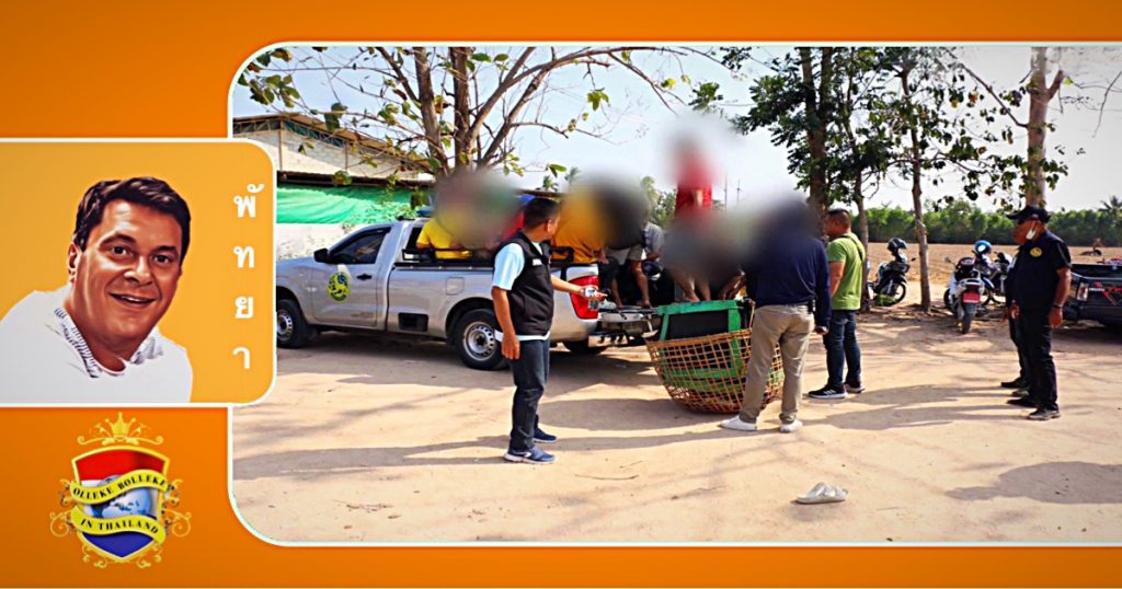 Politie treedt hard op tegen het gokken tijdens illegale hanengevechten in de buurt van Pattaya