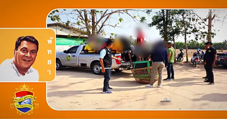 Politie treedt hard op tegen het gokken tijdens illegale hanengevechten in de buurt van Pattaya